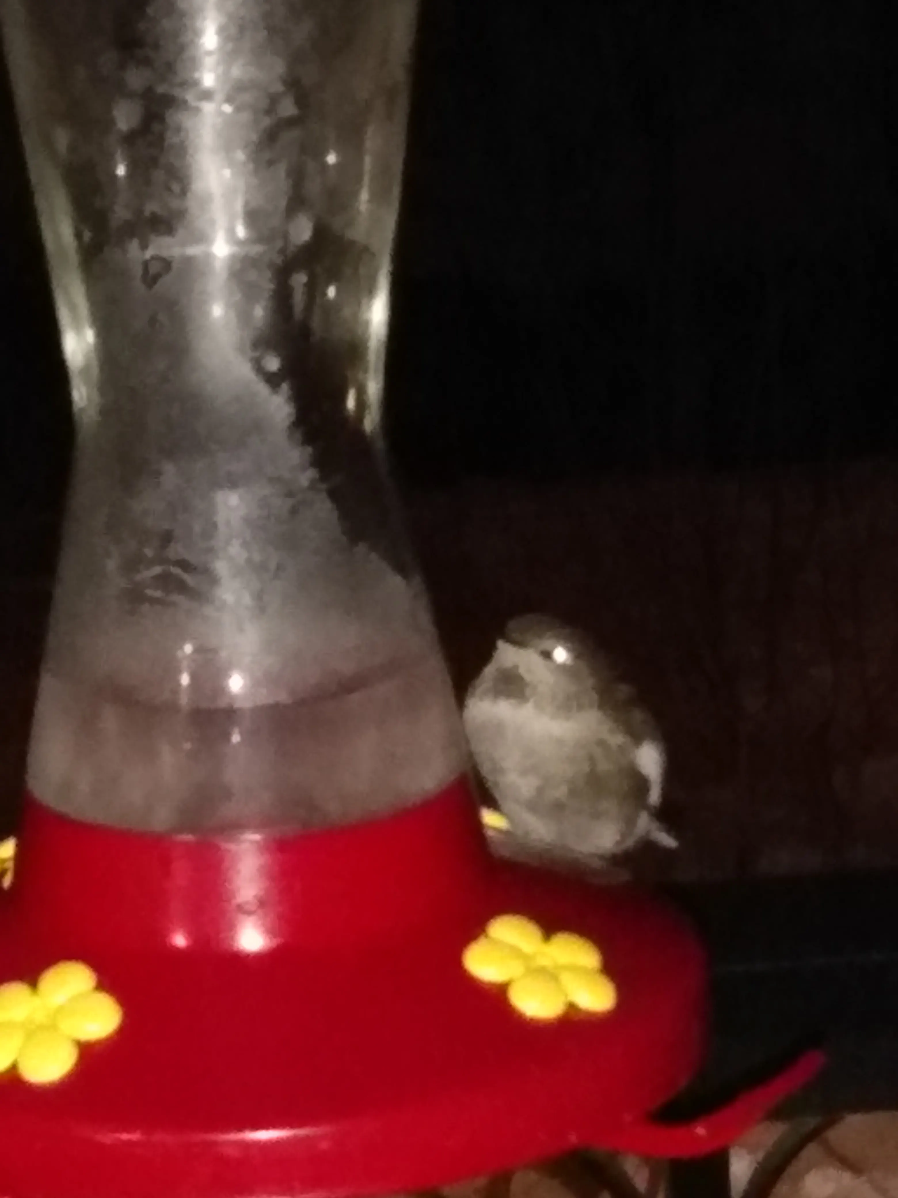A female Anna's Hummingbird in nocturnal torpor, fluffed up on the rim of a feeder at night