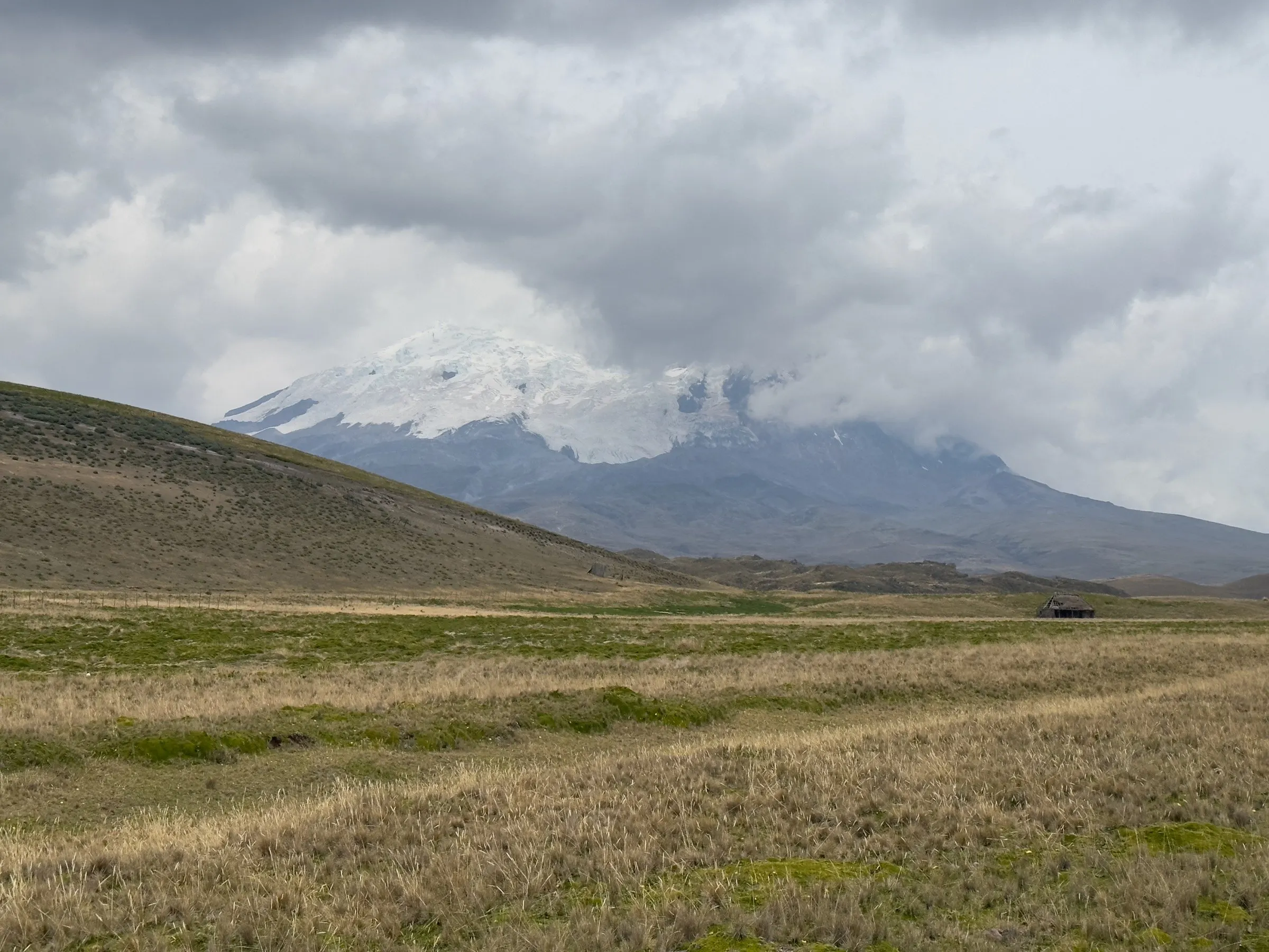 El volcán Antisana nevado sobre los pajonales del páramo