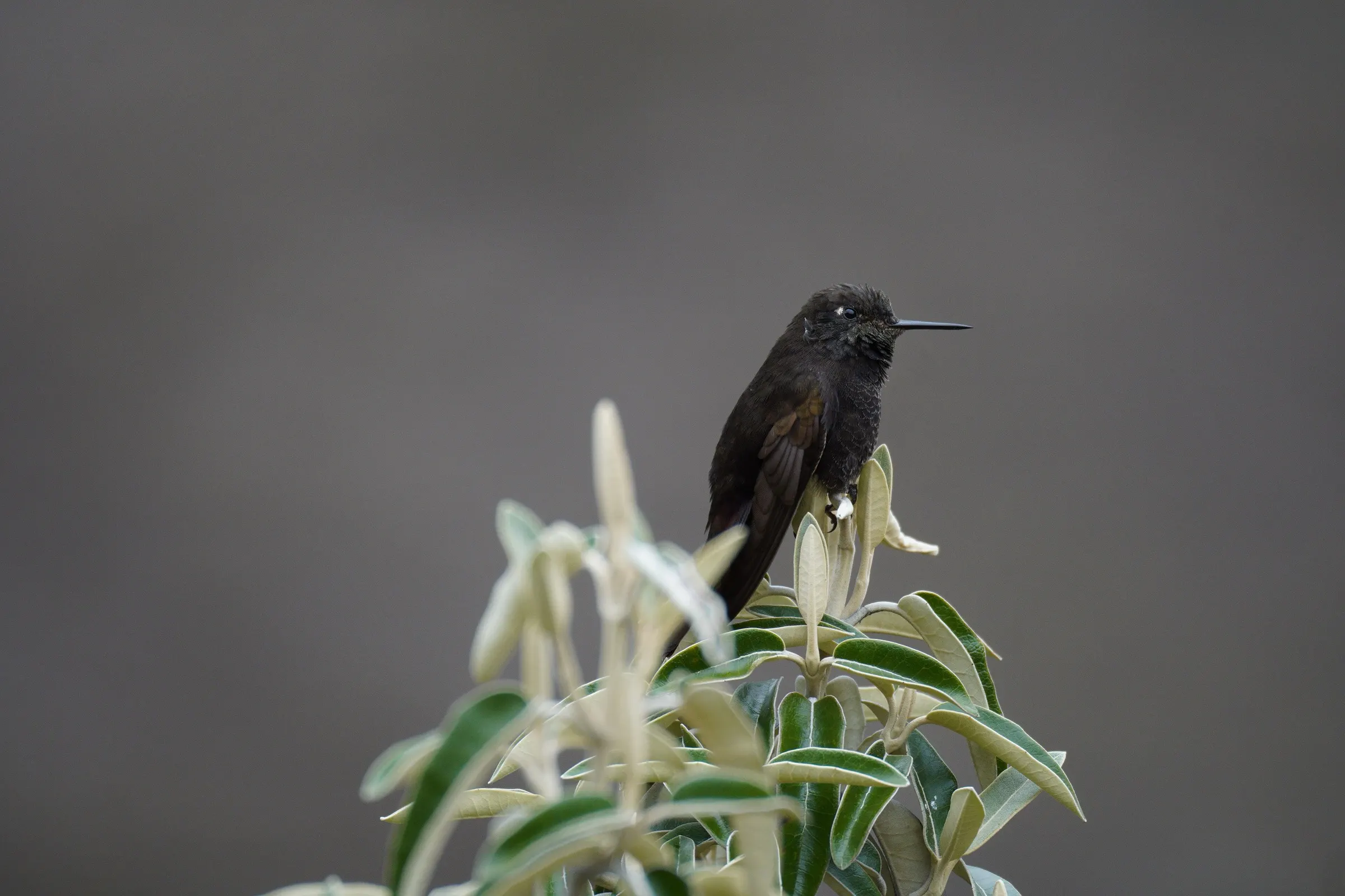 Where do hummingbirds sleep? Torpor and 5 signs to spot it