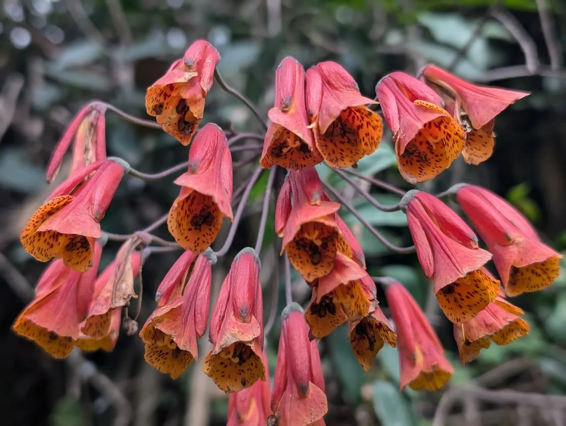 Hanging cluster of orange-red bell-shaped Bomarea multiflora flowers