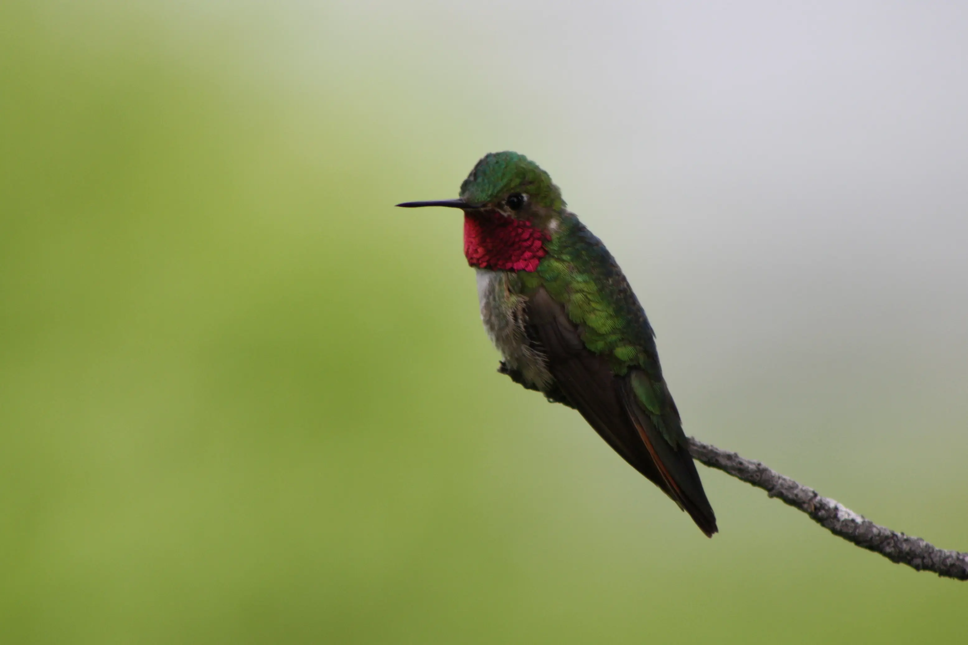 How long do hummingbirds live? A male Broad-tailed Hummingbird, the species with the oldest banding record, perched on a twig