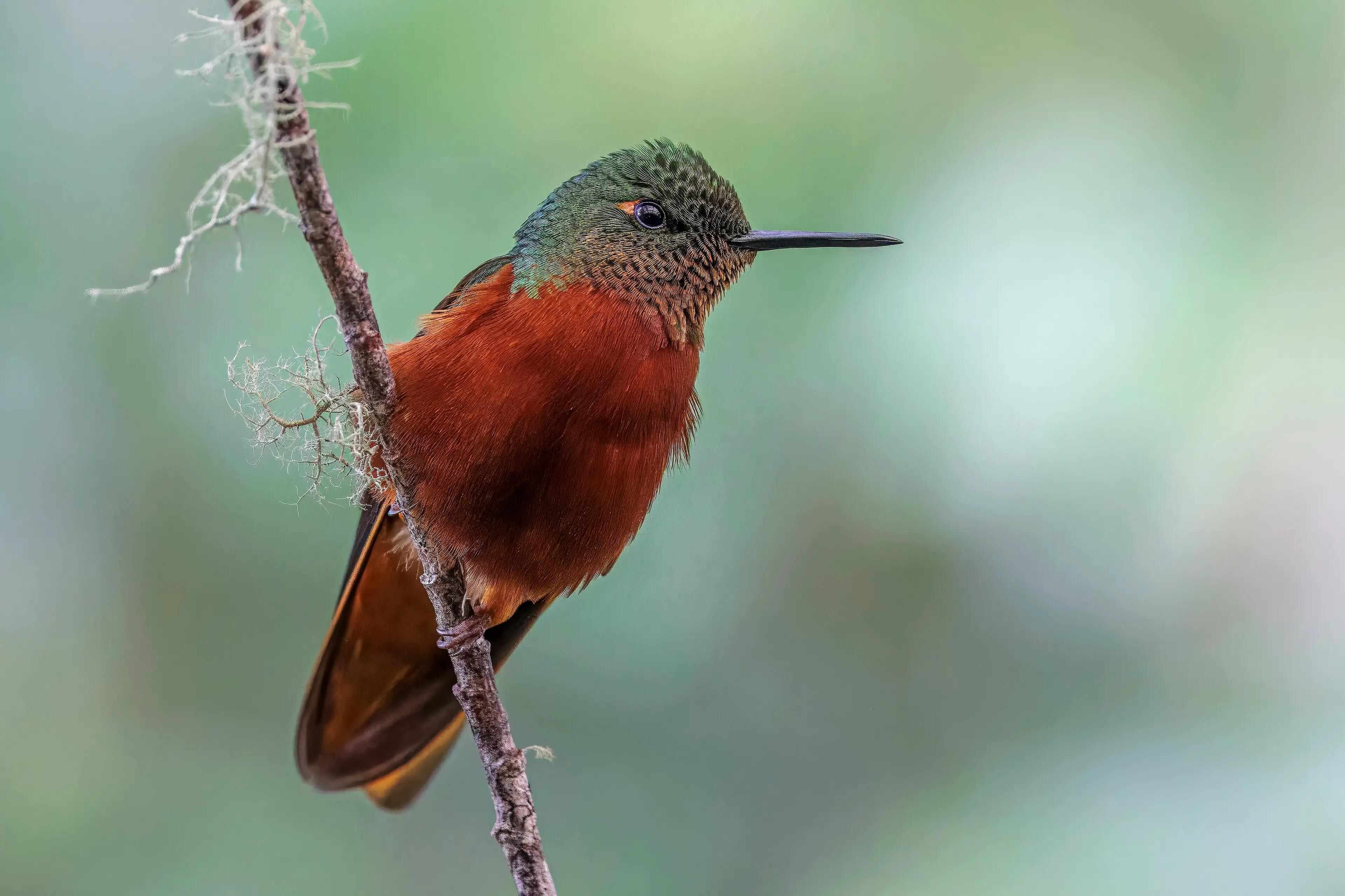 Chestnut-breasted coronet perched on a twig at San Isidro, the eastern-slope relative of the buff-tailed coronet