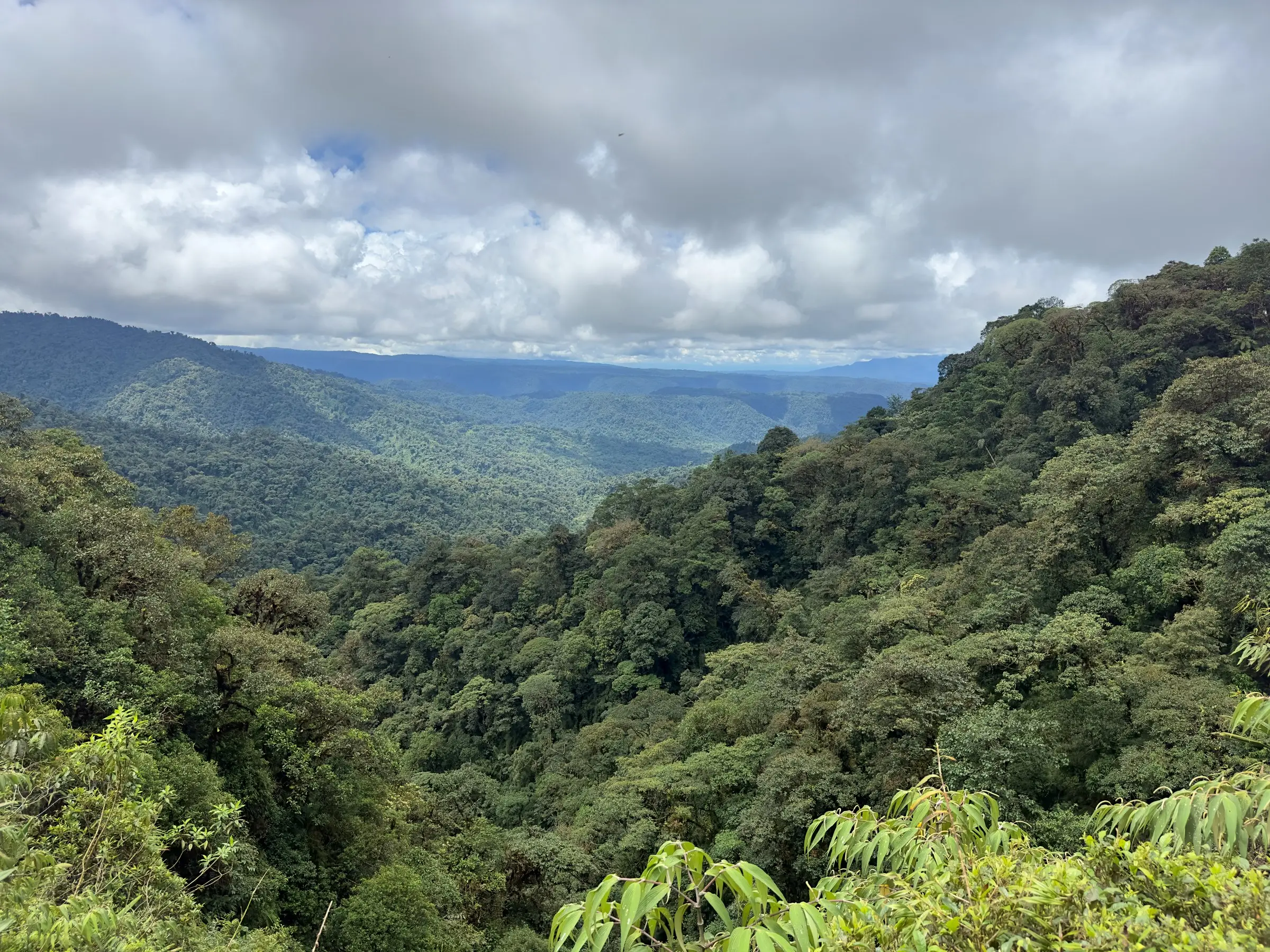 Cloud forest Ecuador: a forested valley on the eastern Andean slope near Cosanga