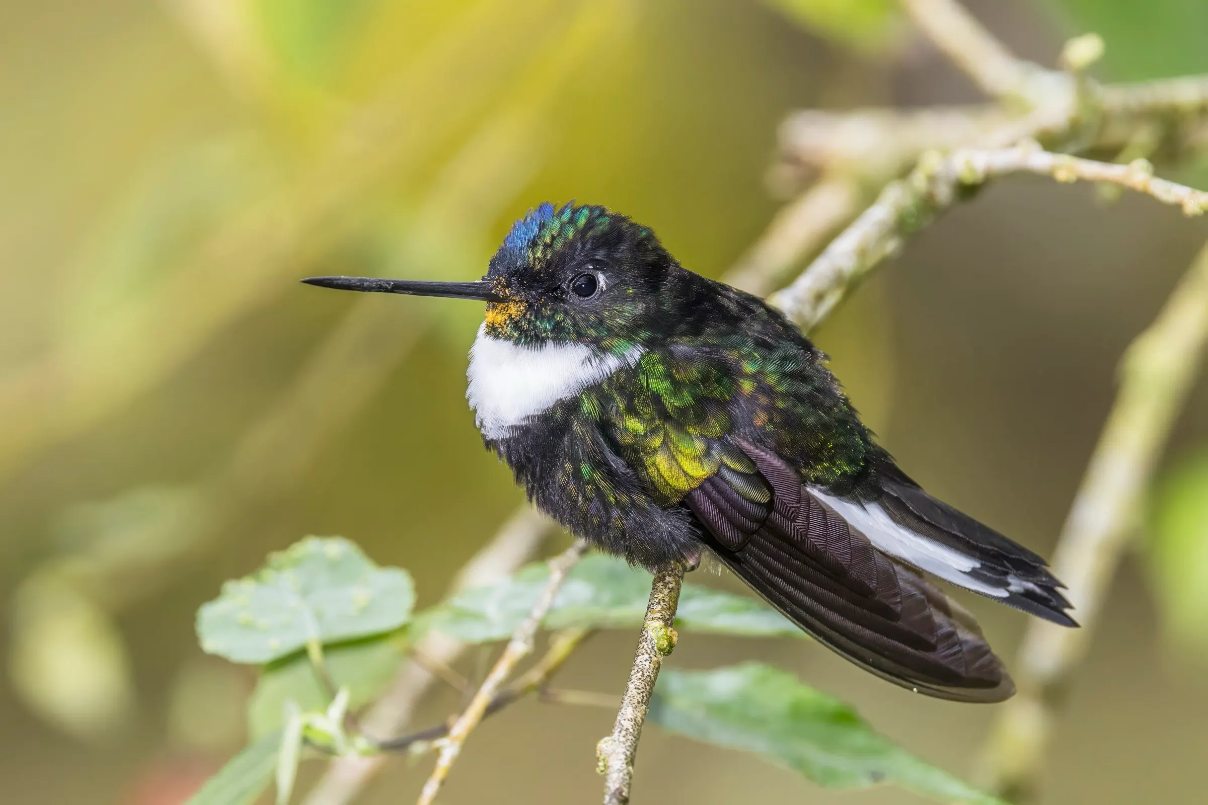 Male vs female hummingbirds: 6 Andean examples