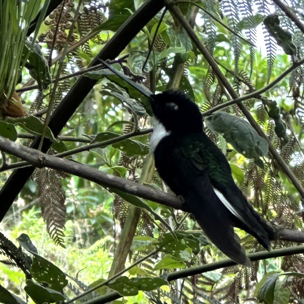 Black collared inca with white tail flashes perched on a branch
