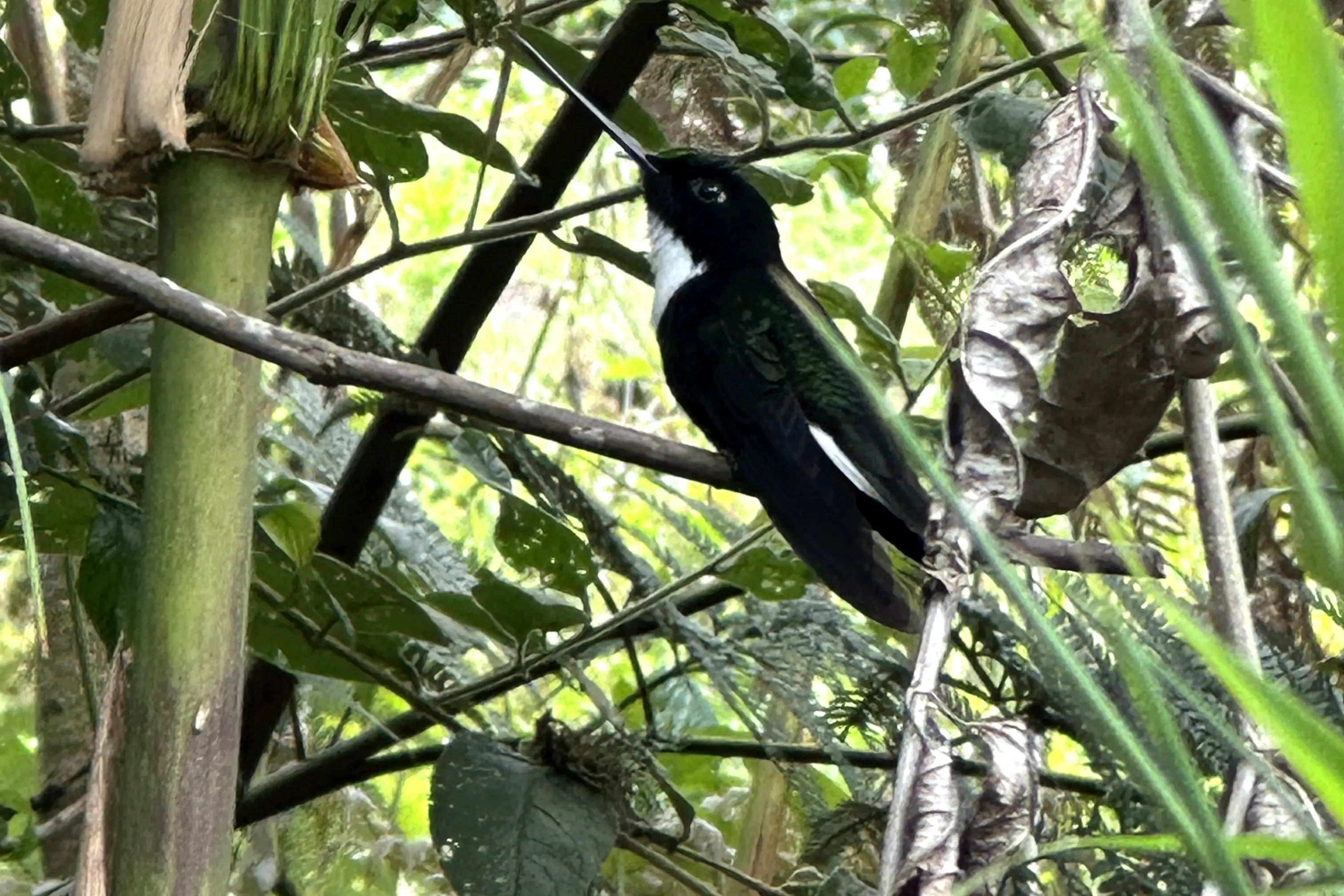 Collared inca perched among cloud-forest branches at San Pedrito, Cuyuja