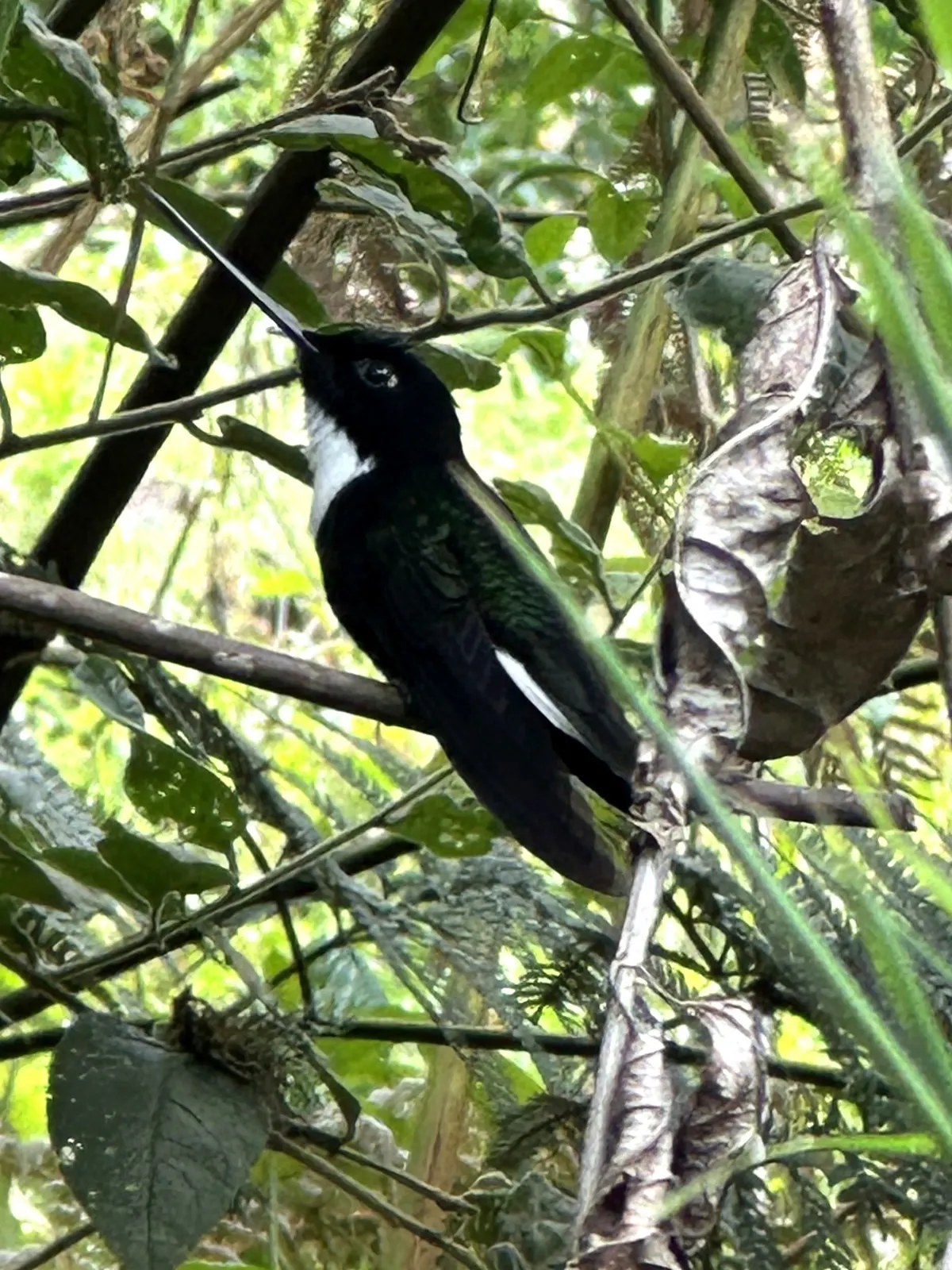 Collared Inca with a white chest patch perched on a branch