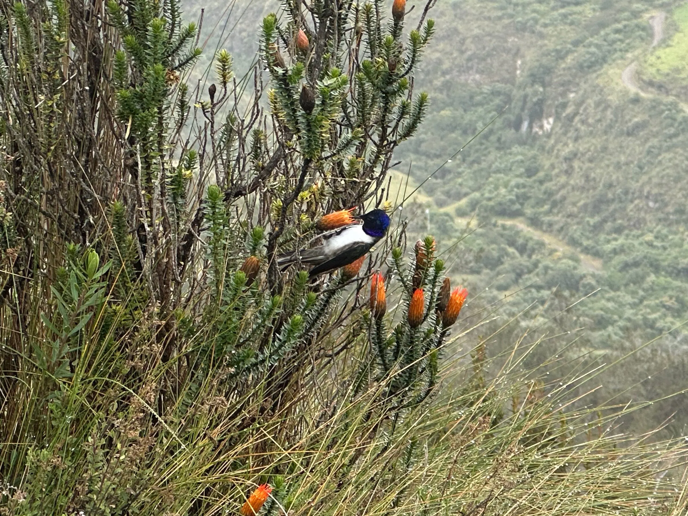 Macho de estrella ecuatoriana con capucha azul violeta alimentándose de flores de chuquiragua en el páramo