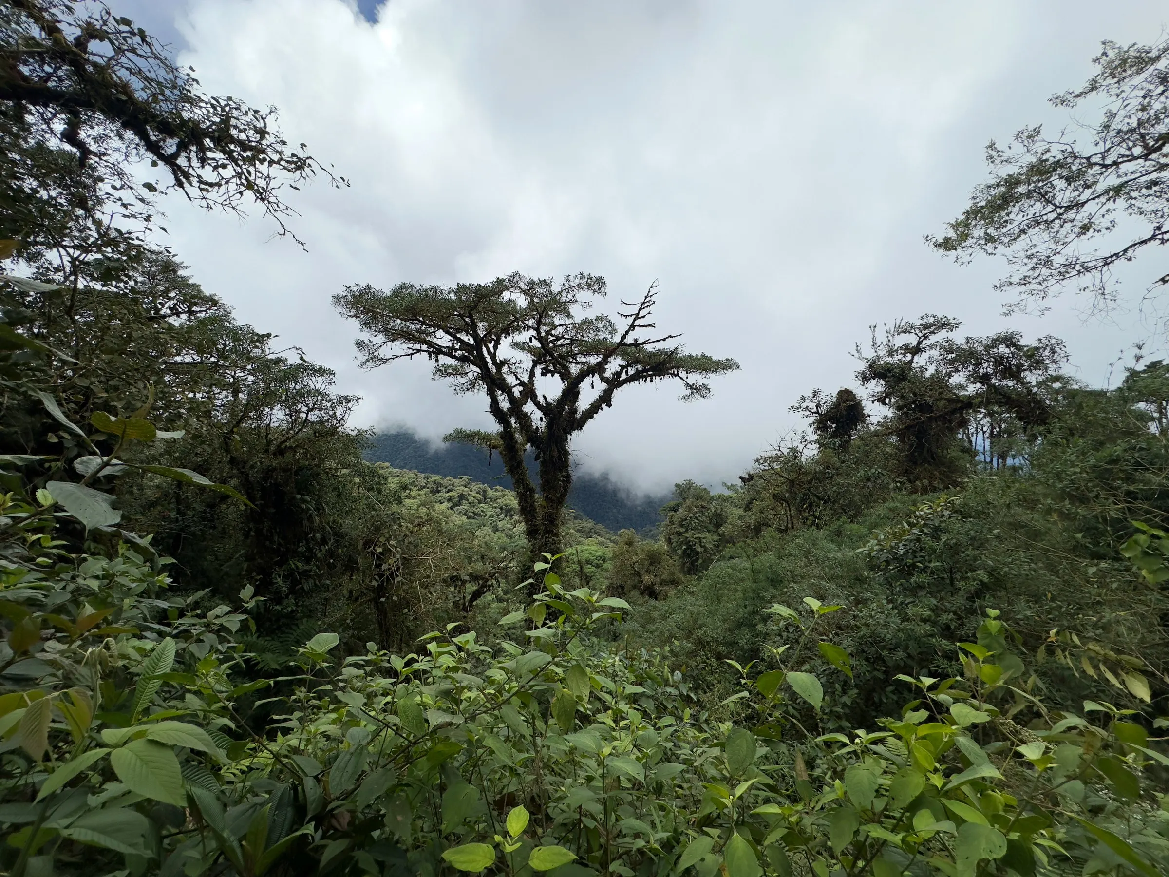 Trail through misty cloud forest on the Guacamayos ridge near Cosanga