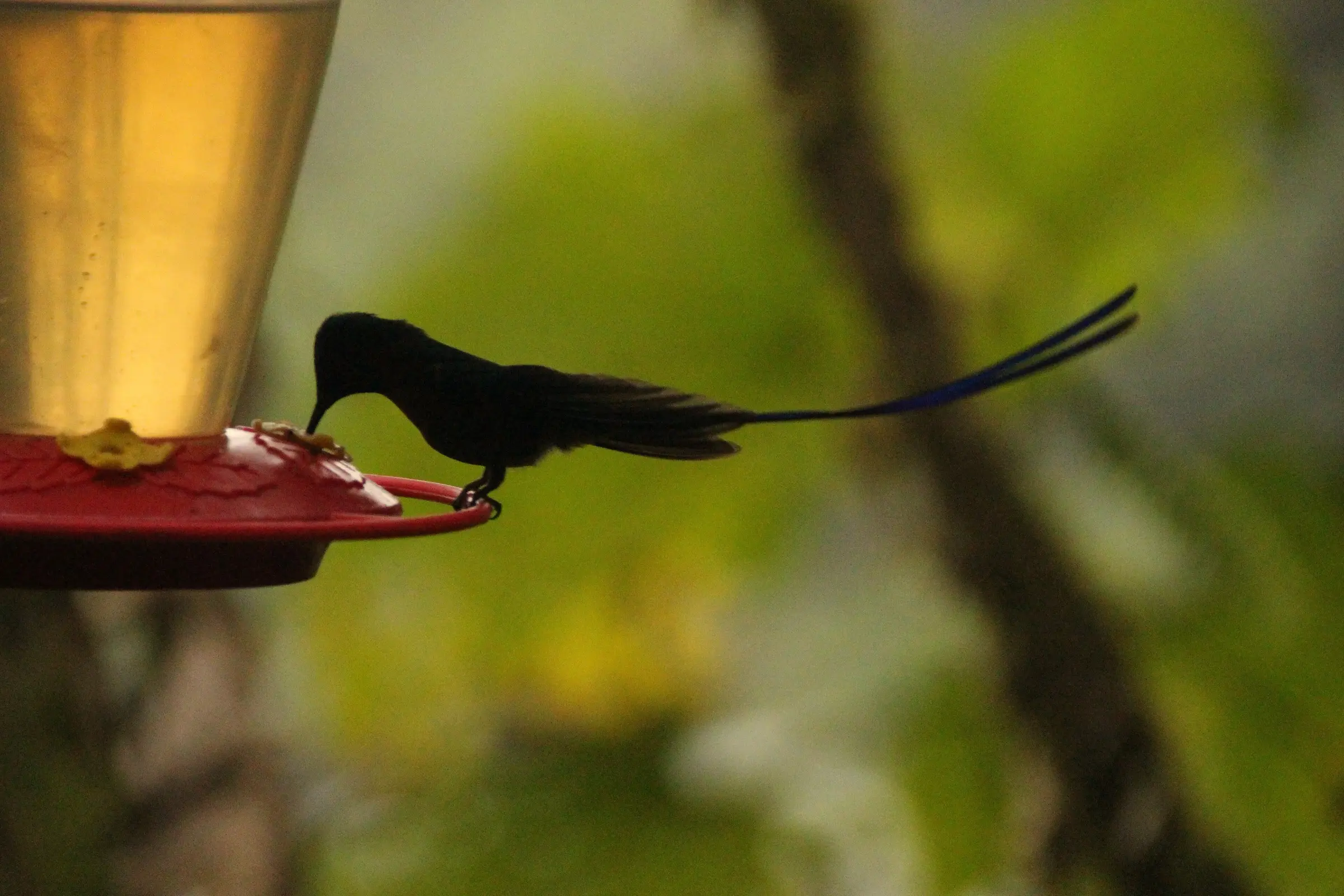 How to keep bees away from hummingbird feeders: a sylph perched at a red feeder with a yellow flower port