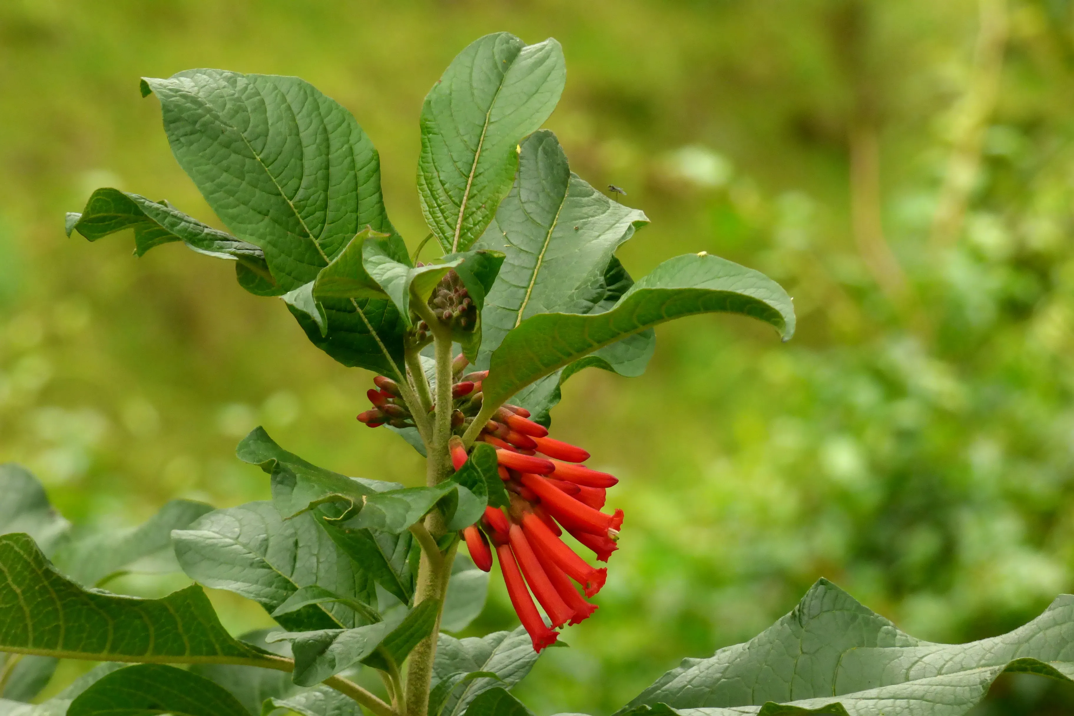 Cluster of tubular red-orange Iochroma fuchsioides flowers