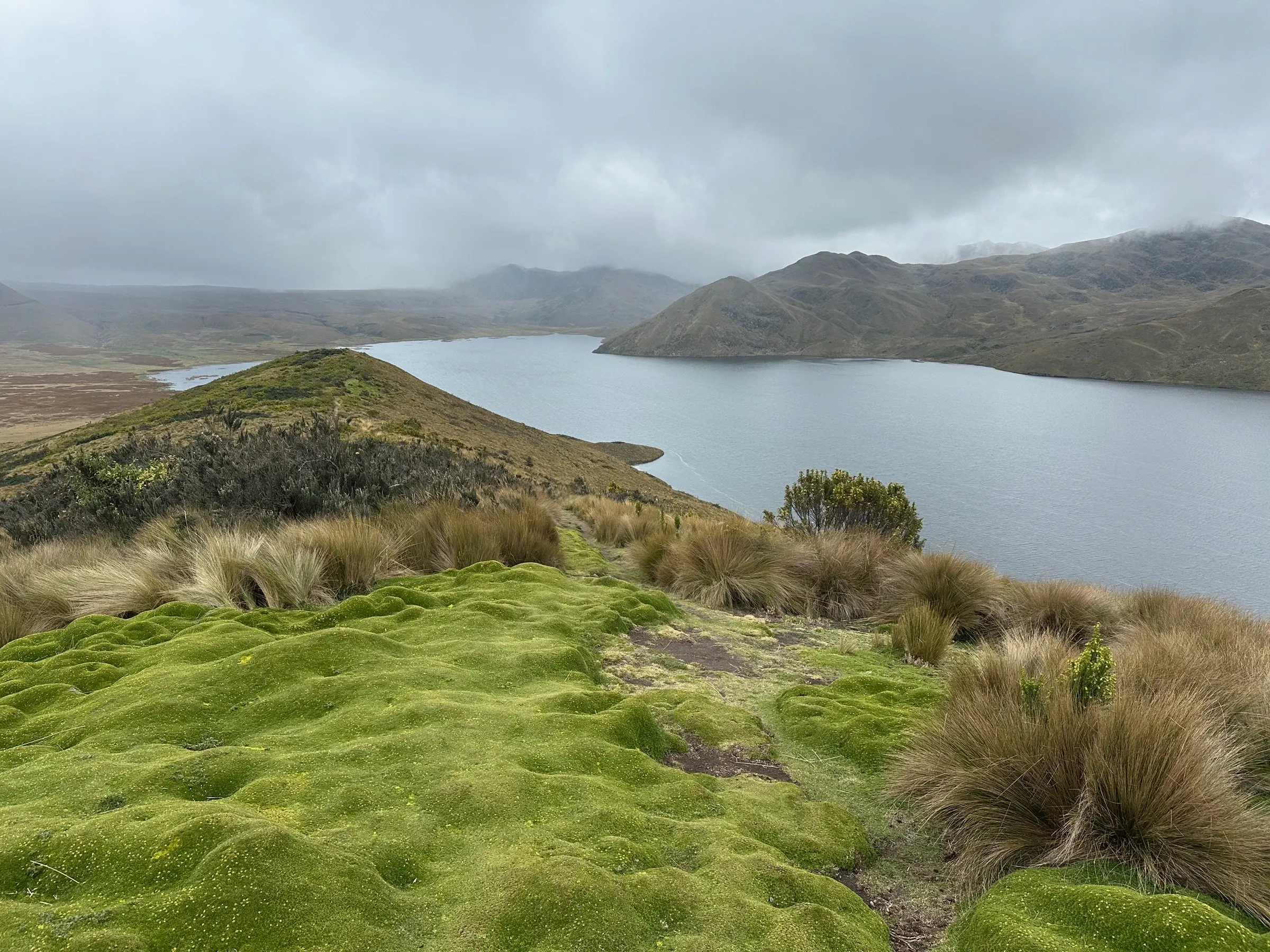 Laguna La Mica entre almohadillas verdes y pajonal en el páramo del Antisana