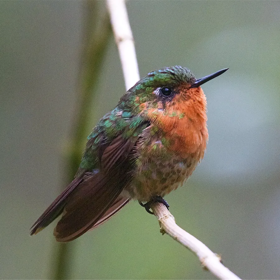Female long-tailed sylph with a short tail and warm cinnamon underparts