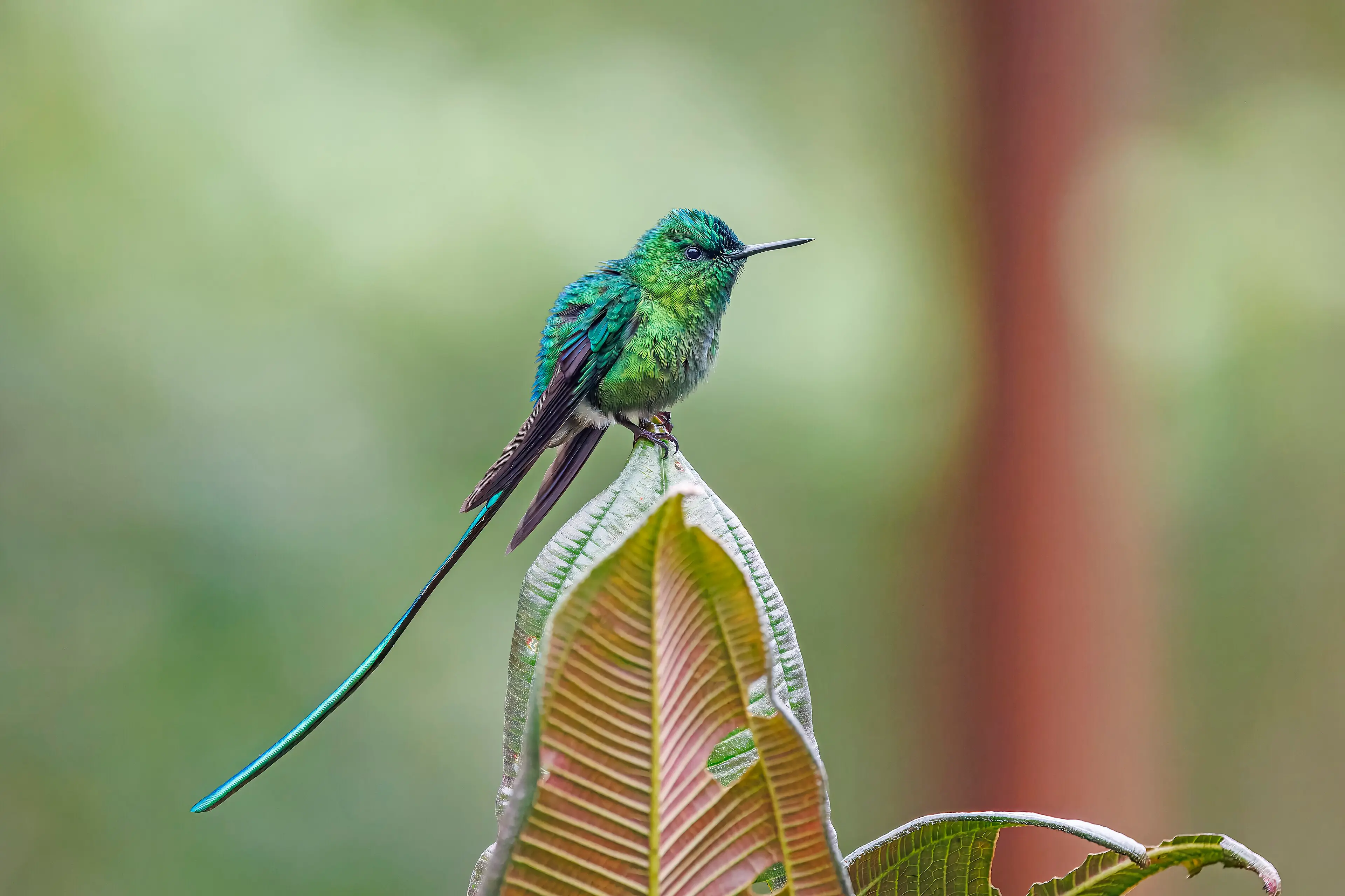 Male long-tailed sylph perched with its long iridescent tail