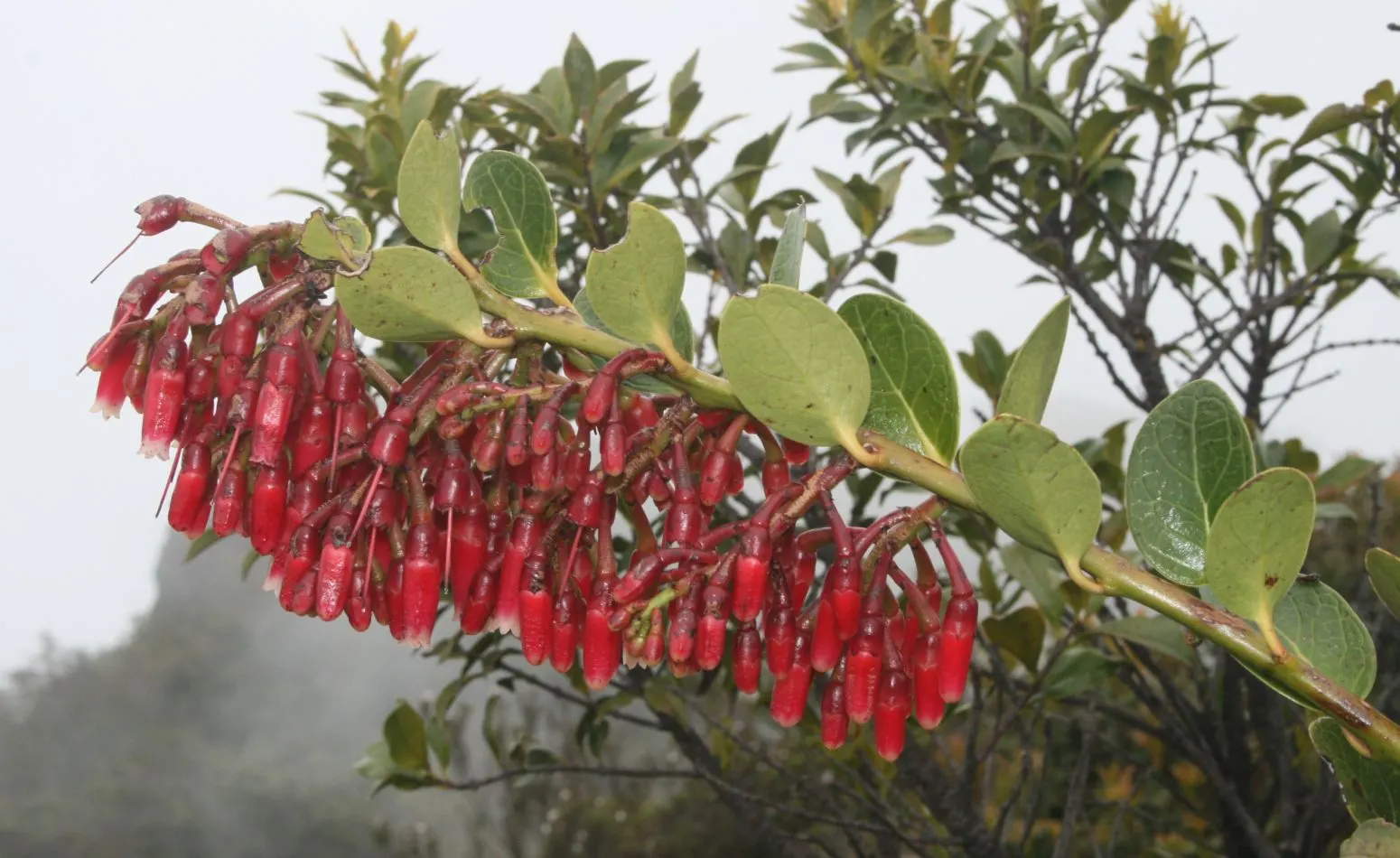 Branch of Macleania rupestris covered in tubular red flowers