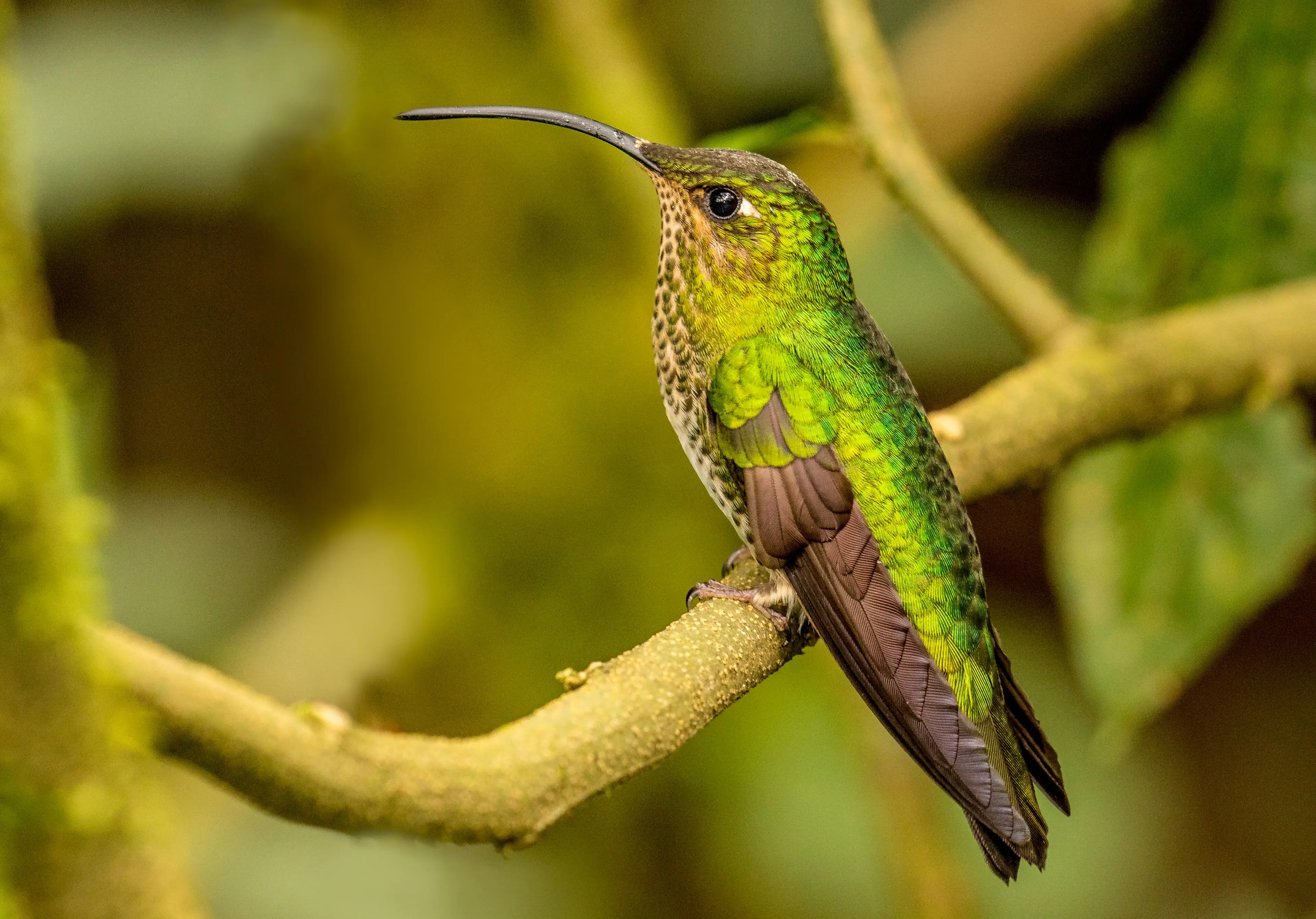 Mountain velvetbreast, one of the hummingbirds of Ecuador's eastern Andes, perched on a mossy branch in cloud forest
