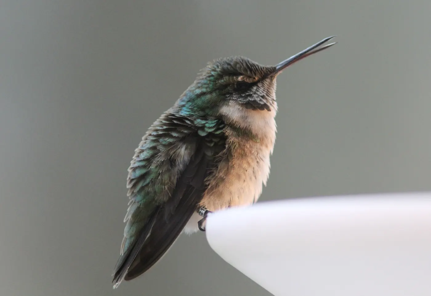 Ruby-throated Hummingbird perched in snow with a numbered metal band visible on its leg