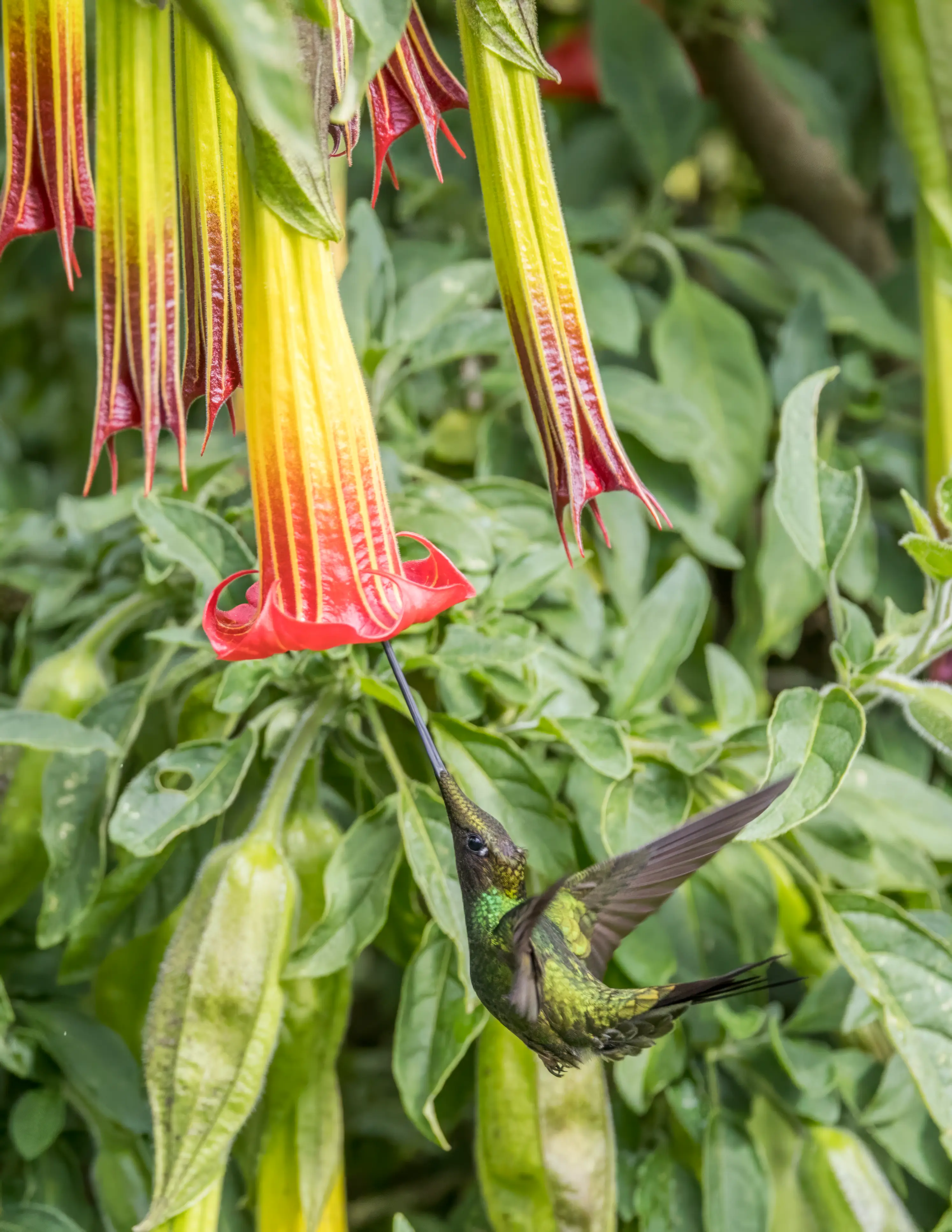 What do hummingbirds eat? A sword-billed hummingbird drinking nectar from a red angel's trumpet flower