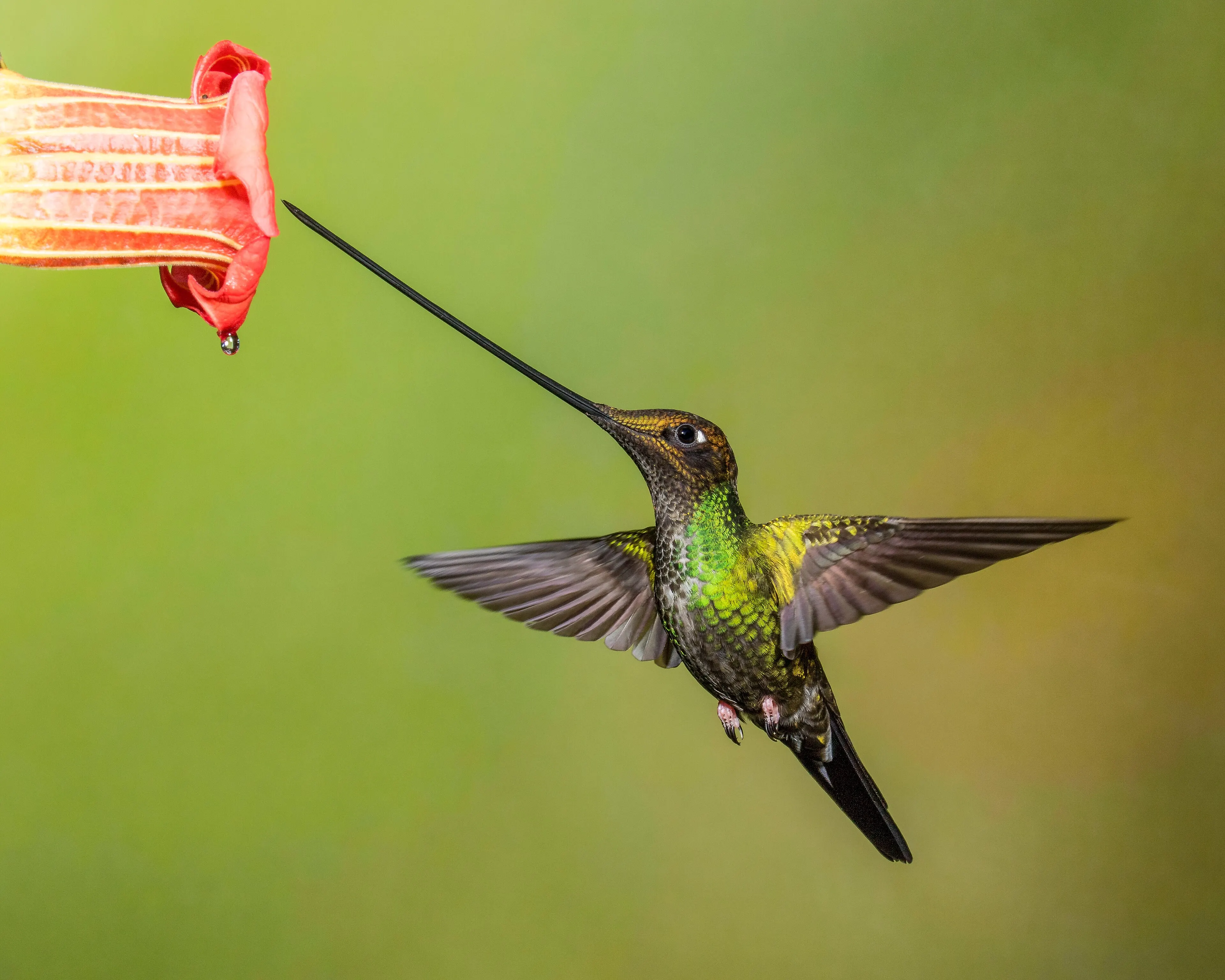 Male Sword-billed Hummingbird perched with its very long bill pointing up
