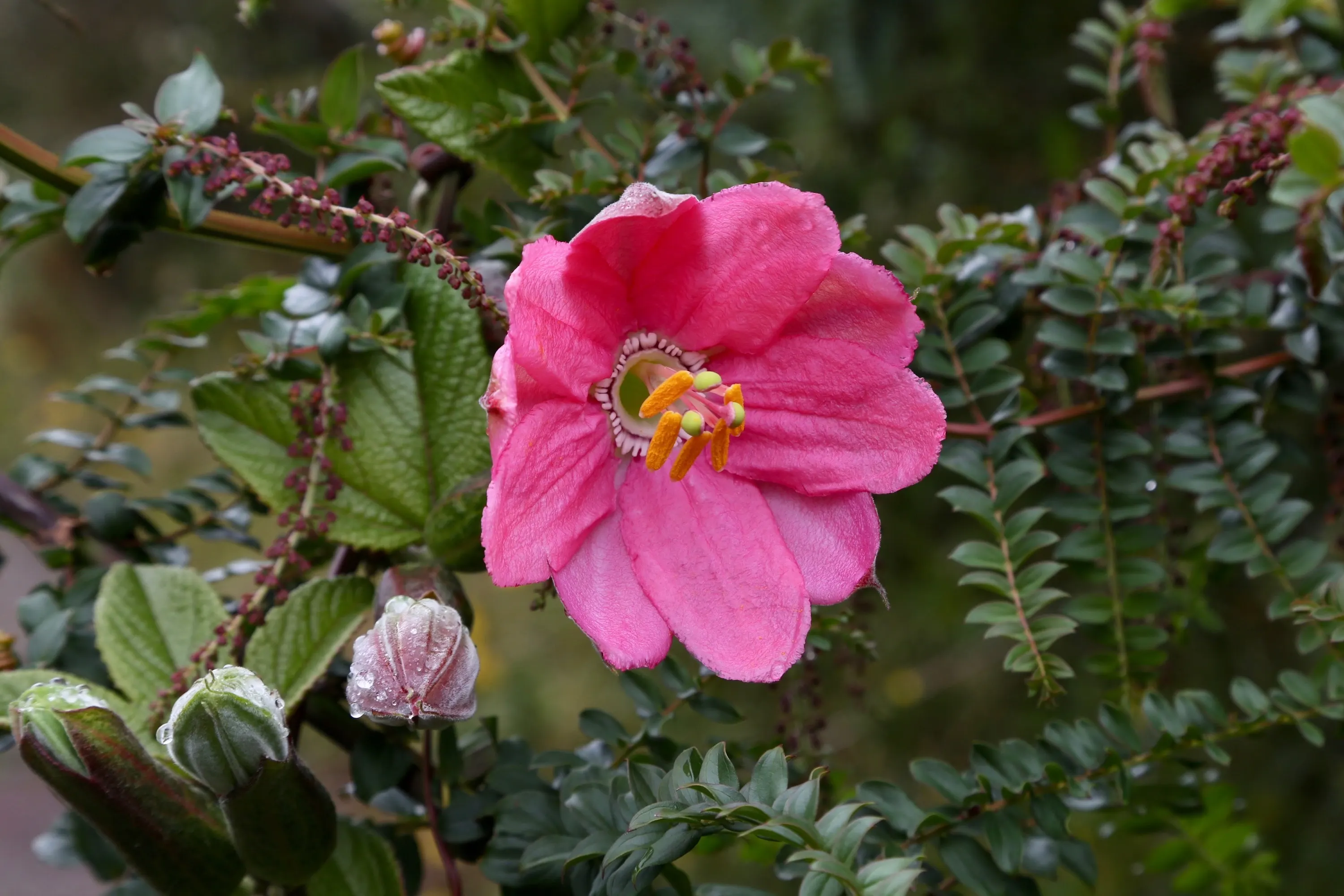 Hummingbird plants of the Andes: the native flowers we grow at 2,330 m