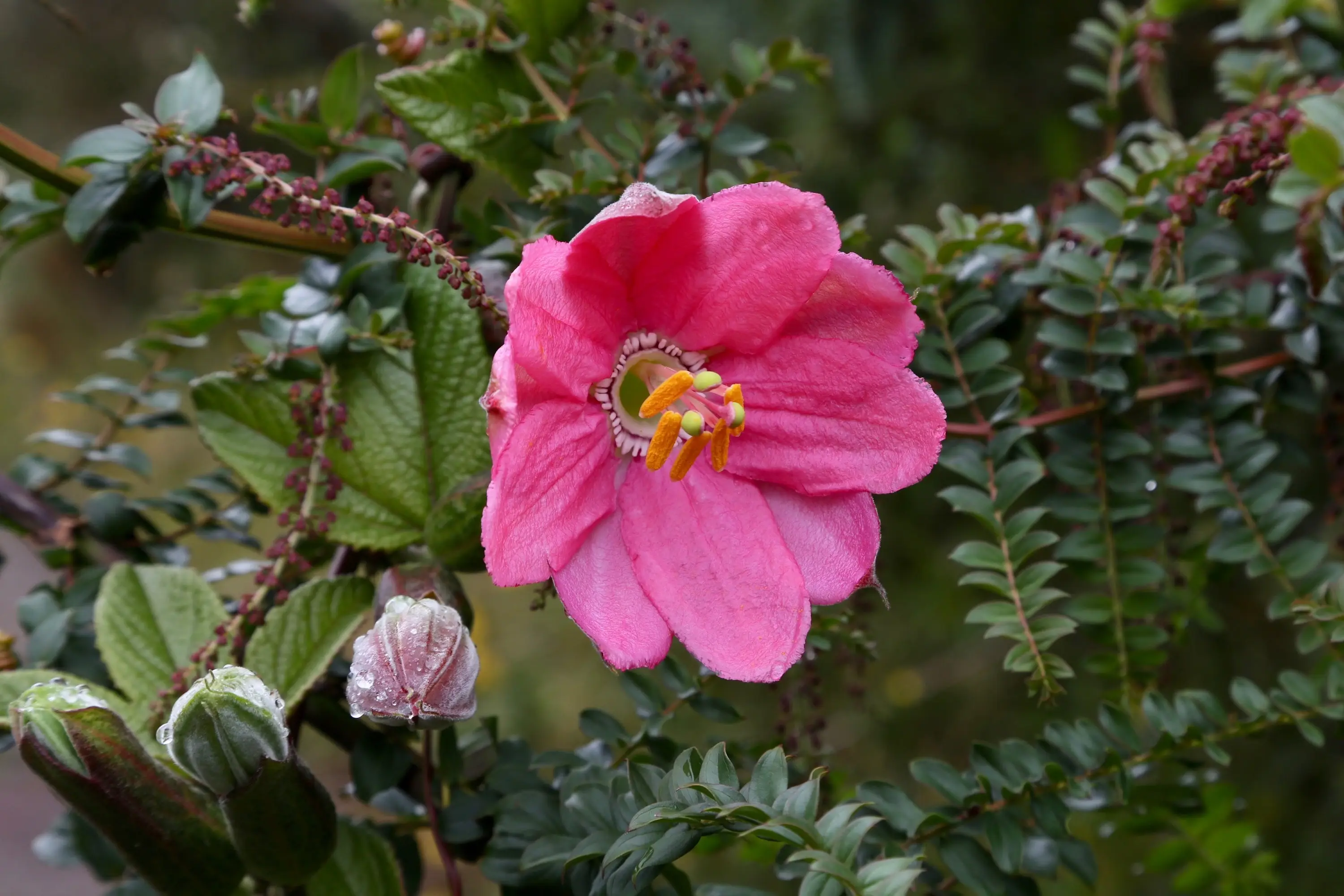 Pink tacso passionflower, one of the best hummingbird plants of the Andes and the sword-billed hummingbird's flower