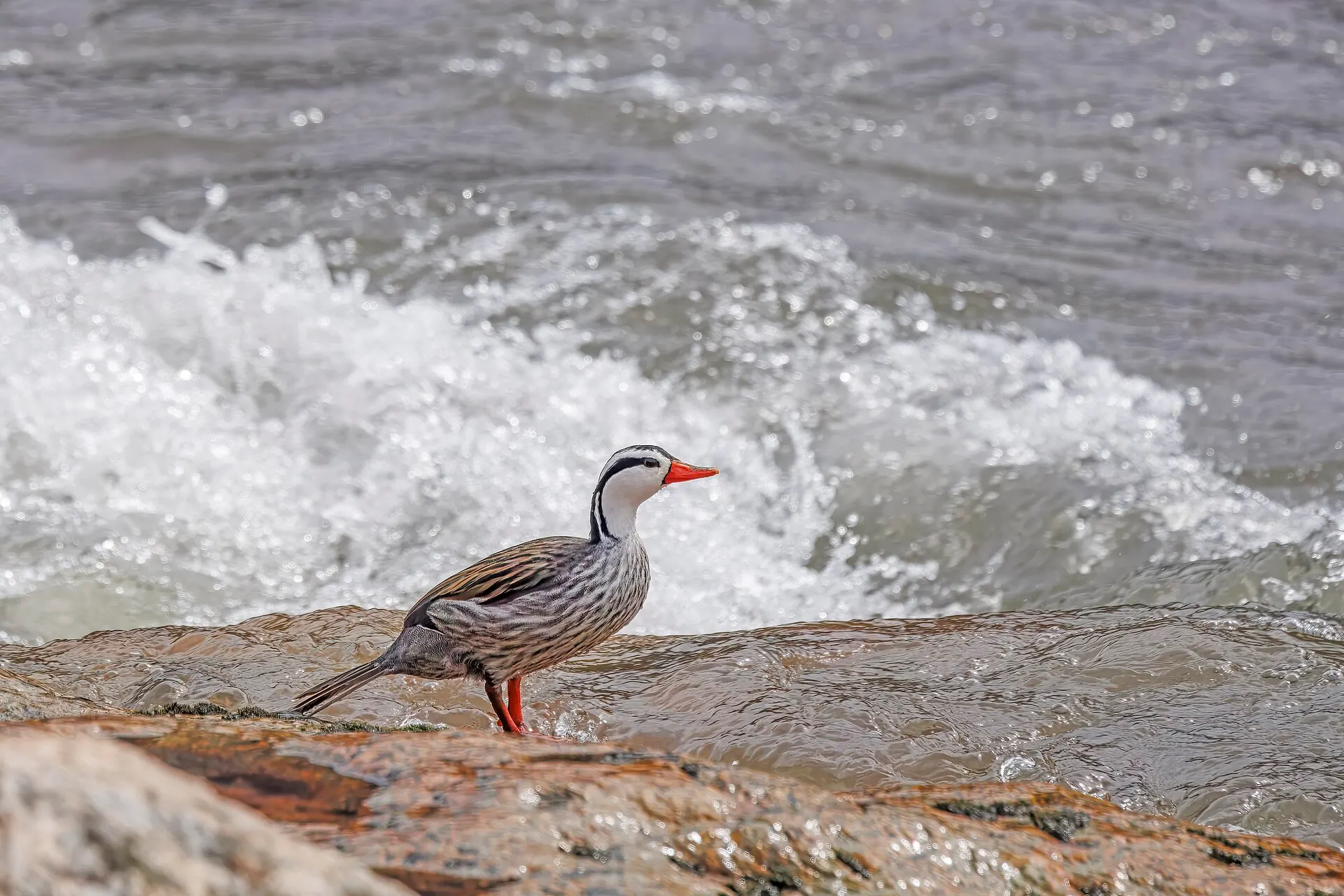 Male torrent duck standing on a wet rock in a fast mountain river