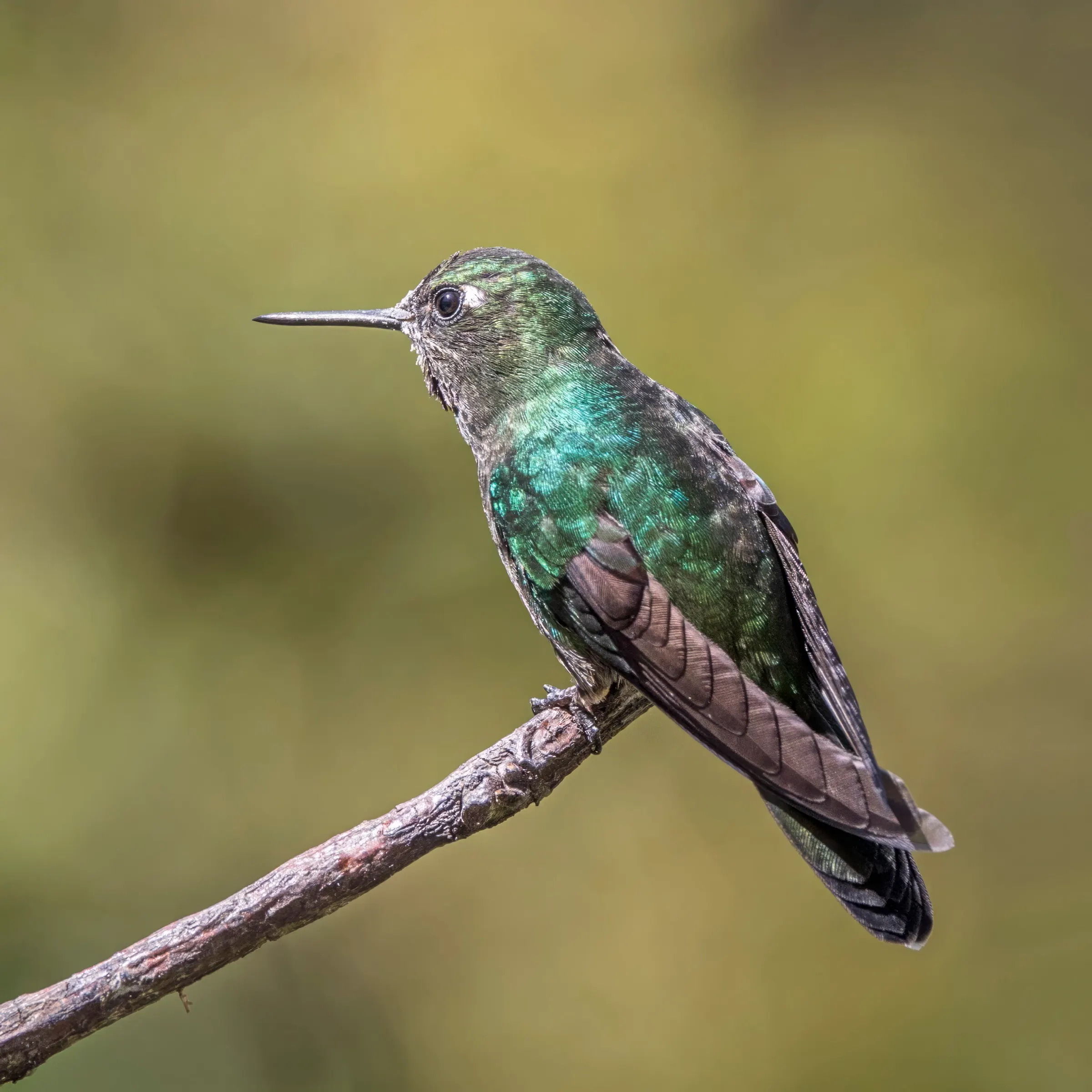 Female tourmaline sunangel with a pale speckled throat and no pink gorget