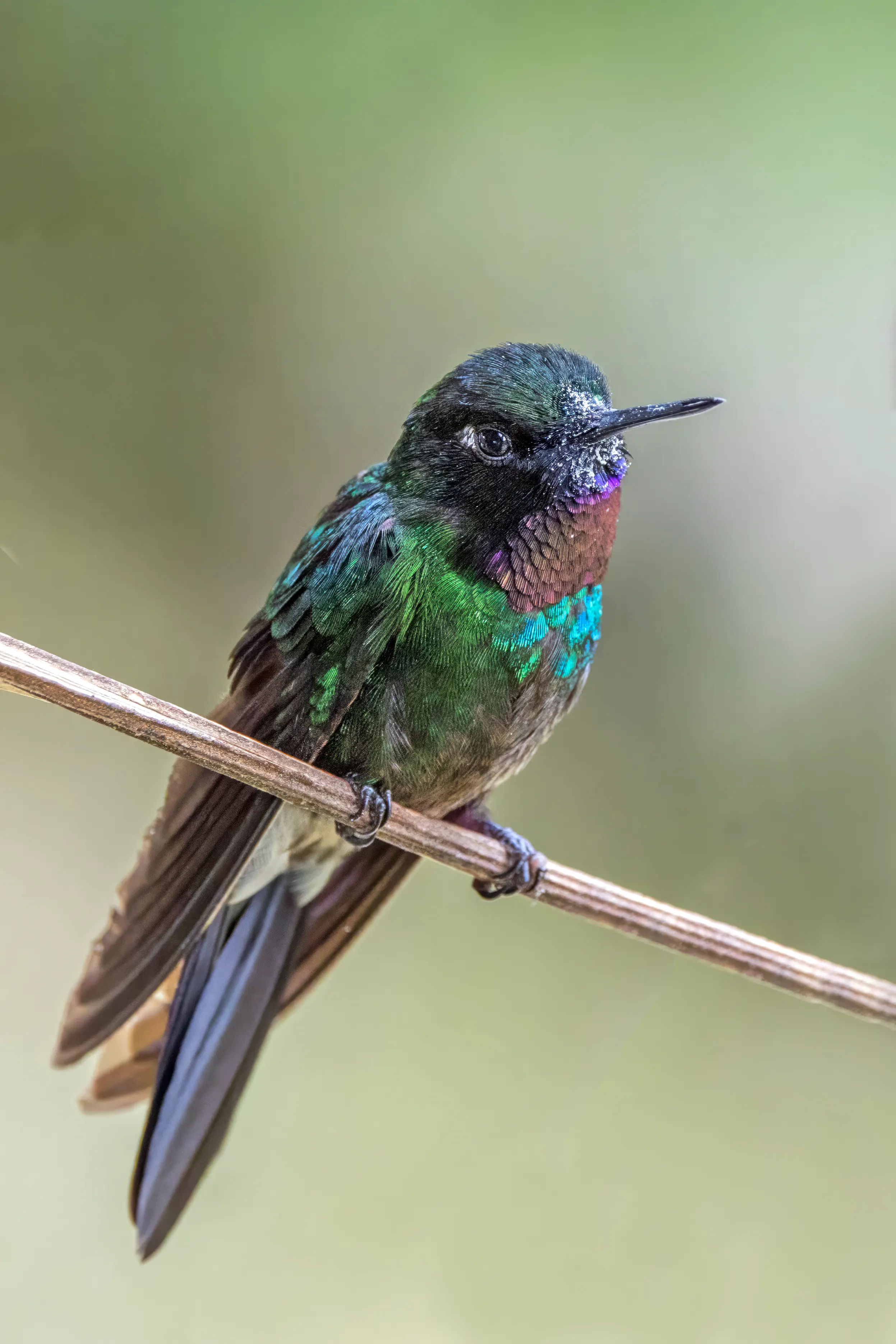 Tourmaline sunangel: the rosy-throated hummingbird of the eastern Andes