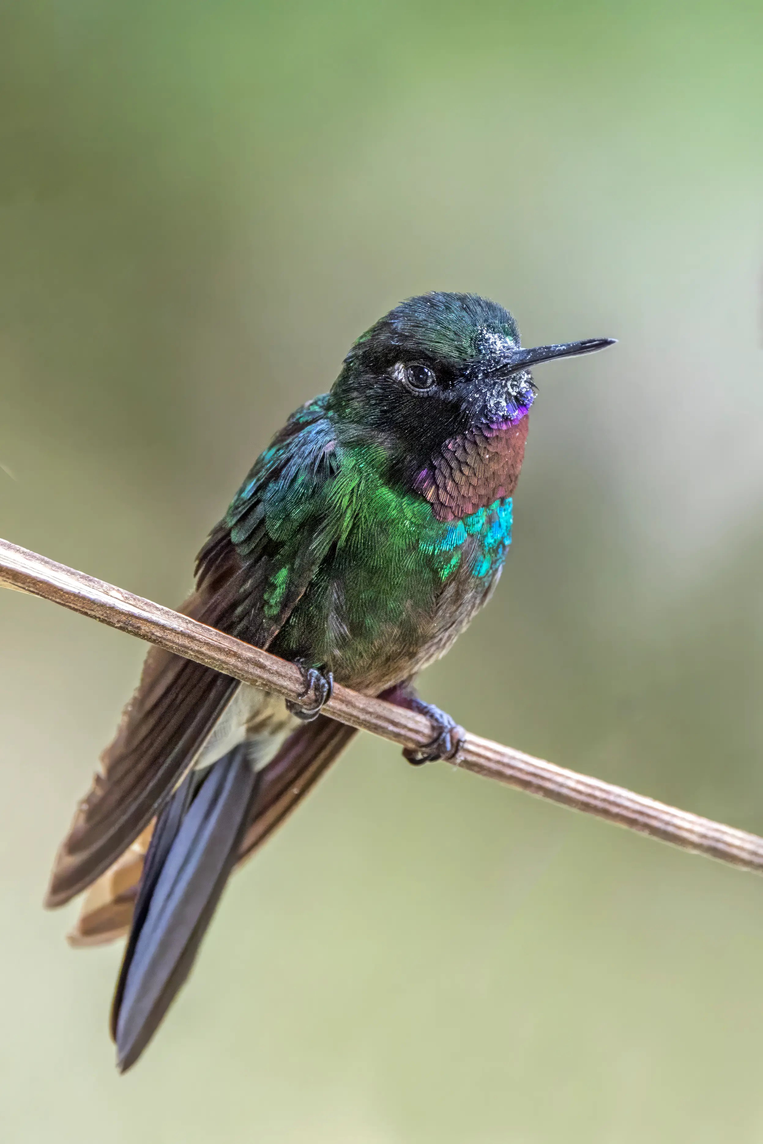 Male tourmaline sunangel showing its rosy-pink throat