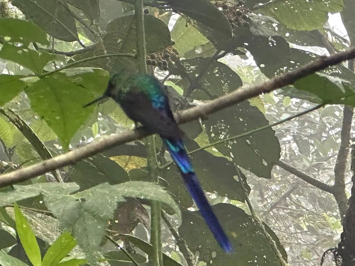 Violet-tailed sylph perched in misty forest in Mindo, with a long deep violet-blue tail