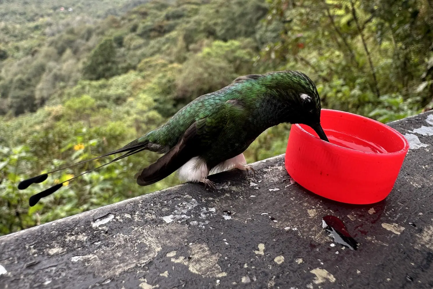 Hummingbird photography with a phone: a racket-tail at a feeder with a cloud-forest valley behind, in Mindo