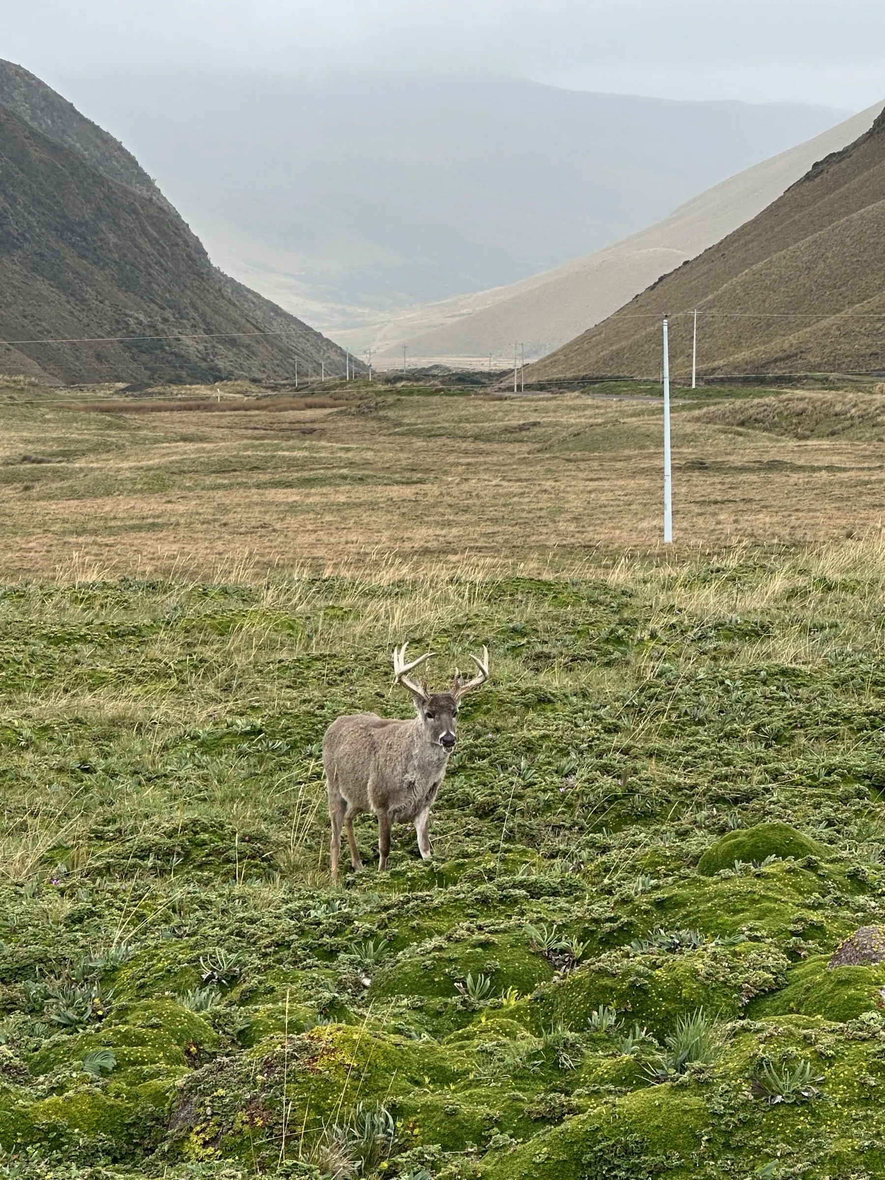 Venado de cola blanca macho en el pajonal, cerca de la laguna La Mica